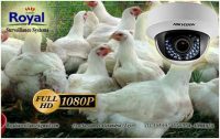 أقوى كاميرات مراقبة داخلية و خارجية لتأمين و حماية مزارع الدواجن